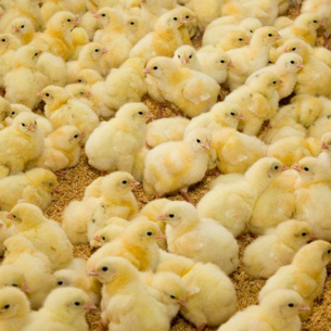 Почти 28 тысяч цыплят ввезли в Иркутск за неделю