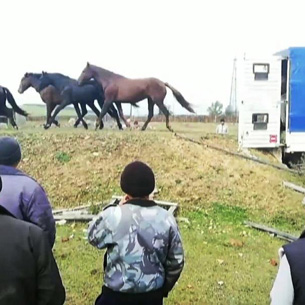В Эхирит-Булагатском районе задержали похитителей 26 лошадей