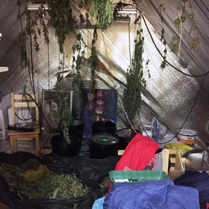 В Иркутском районе «накрыли» лабораторию по выращиванию марихуаны