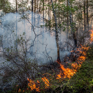 Ущерб от лесных пожаров в Прибайкалье сократился почти в шесть раз