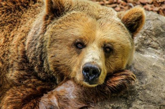 Отловщики устанавливают ловушку на медведя, загрызшего собак в поселке Маркова