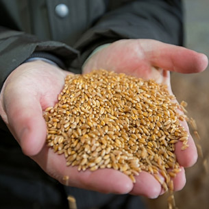 Доля посевов элитных зерновых в Прибайкалье выросла с 5,5 до 21 %