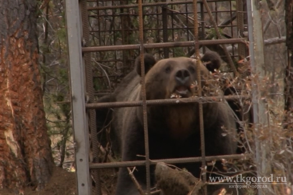 Медведь уже неделю терроризирует жителей поселка Маркова под Иркутском