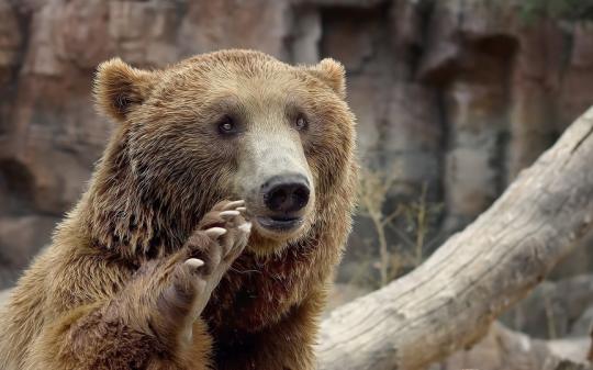 Минлесхоз поплакалось, что может убивать медведей лишь четыре месяца