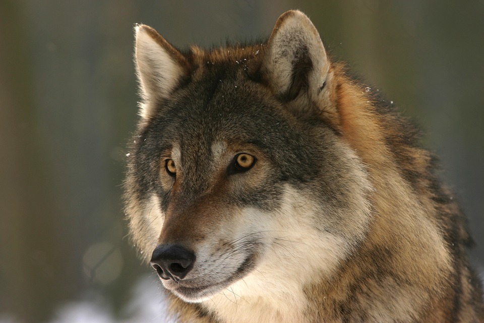 По 20 тысяч платят в Иркутской области за шкуру волка