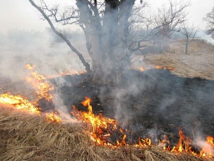 В Иркутской области начали гореть леса