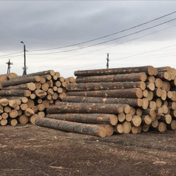 В Чунском районе возбудили уголовное дело по факту хранения незаконно заготовленной древесины
