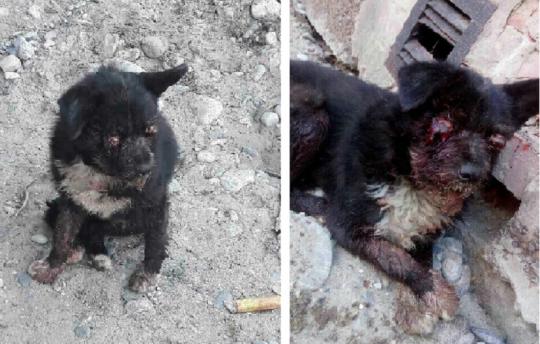 Живодёры среди нас: в Ново-Ленино найдена собака с висящими на ниточках глазами