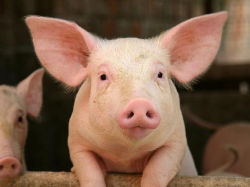 В Приангарье начали выплачивать компенсации за уничтоженных свиней