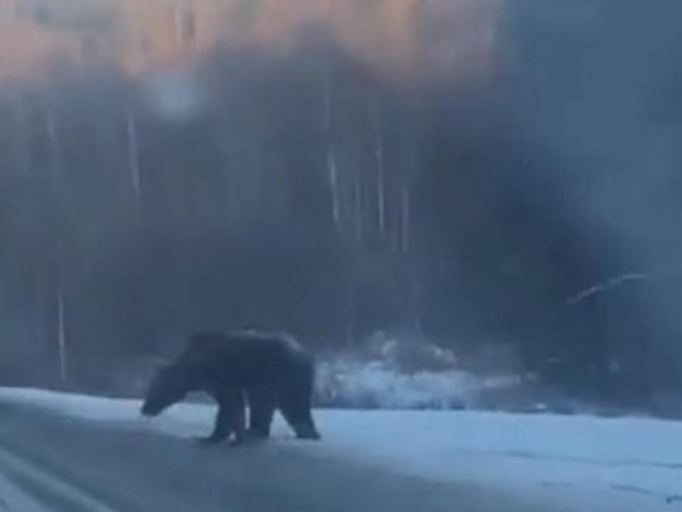 Медведь вышел на федеральную трассу в районе Байкальска (ВИДЕО)