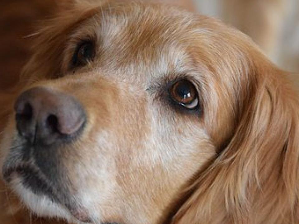 Ангарчане шокированы массовой гибелью домашних собак