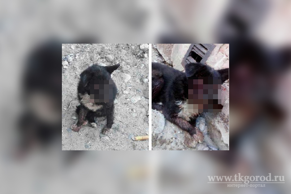 В Иркутске неизвестные с особой жестокостью избили домашнего пса