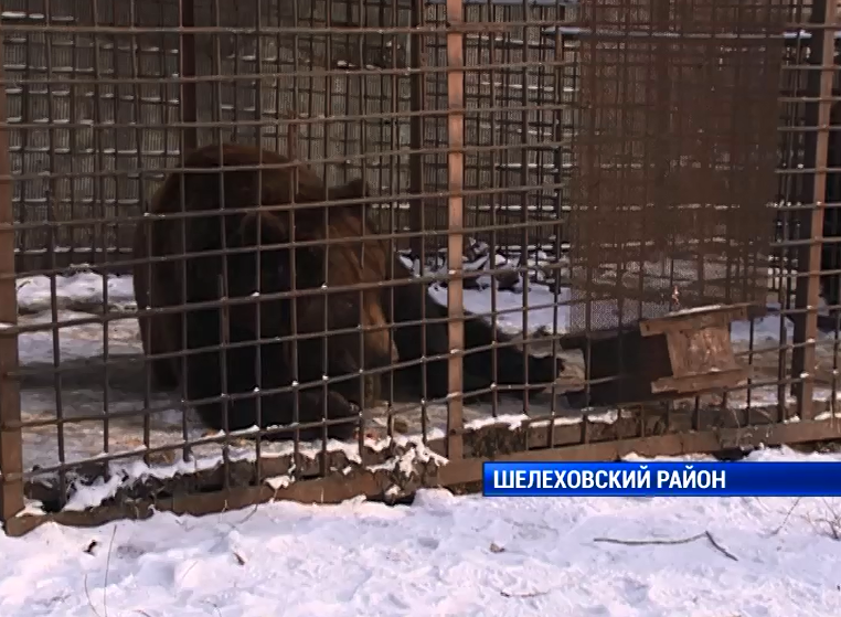 Медведей из придорожного шелеховского кафе, которых спасала вся Иркутская область, не отдал зоозащитникам хозяин