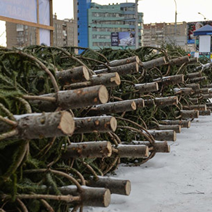 В Иркутской области заготовят на 13 % меньше новогодних деревьев