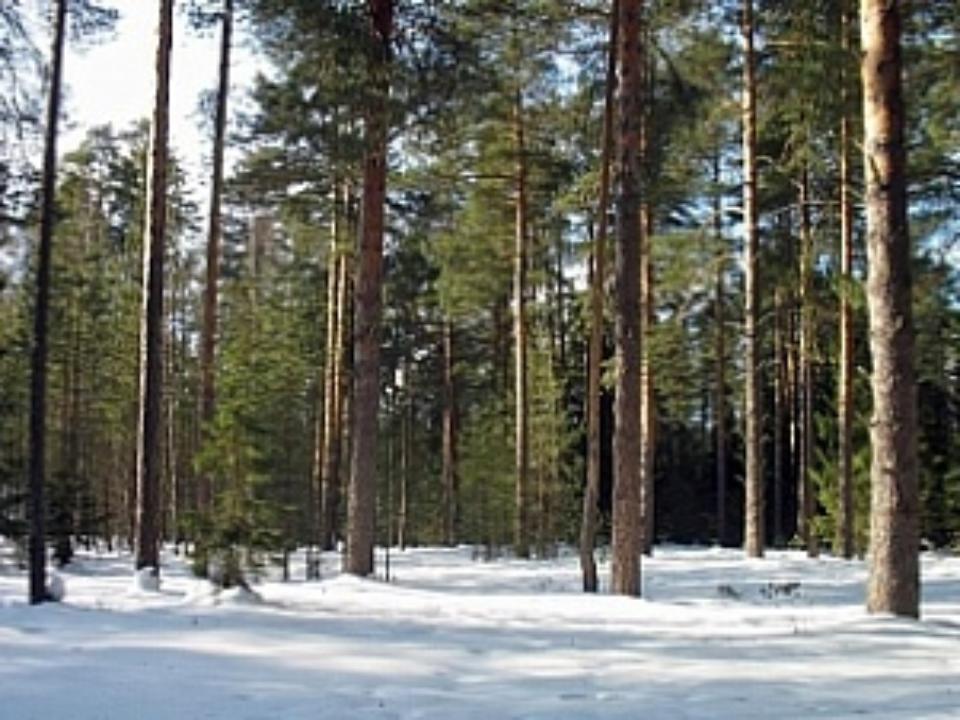 Более 4 тысяч новых деревьев и кустарников высадили на улицах Иркутска и в городских лесах