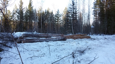 Организатора незаконной рубки леса в Куйтунском районе арестовали