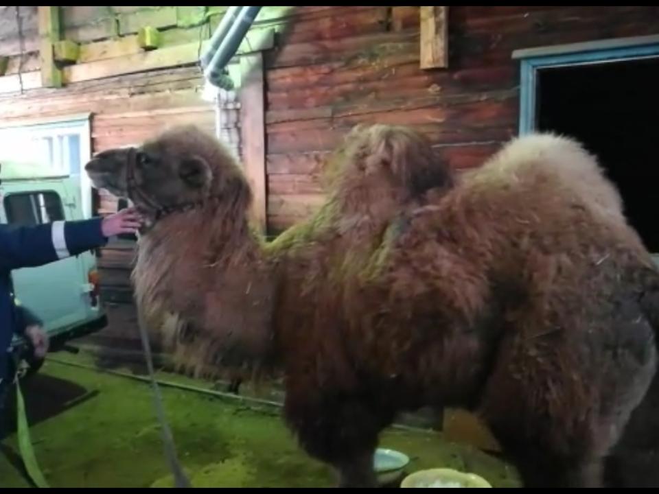 Под Железногорском провели операцию спасения циркового верблюда в 45-градусный мороз