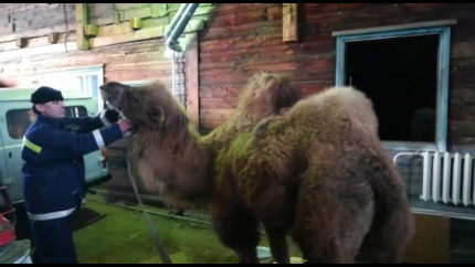В Приангарье сотрудники ГИБДД и МЧС спасли циркового верблюда в 45 градусный мороз