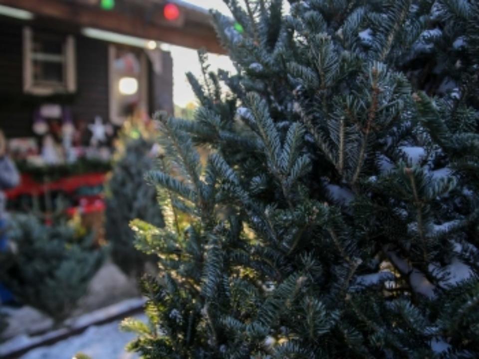 Ёлочные базары в Иркутске откроются 15 декабря
