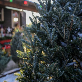 Елочные базары в Иркутске откроют 15 декабря