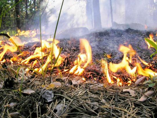 Подросток в Усольском районе развел костер и поджег гектар леса