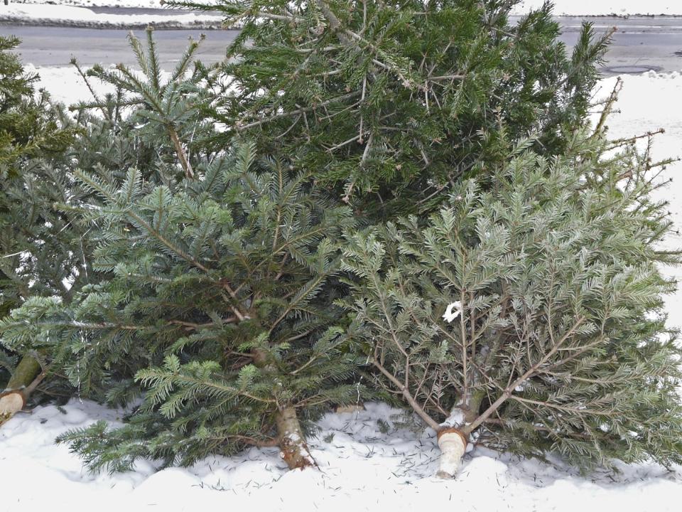 Иркутский зоосад начал сбор новогодних елок на корм животным