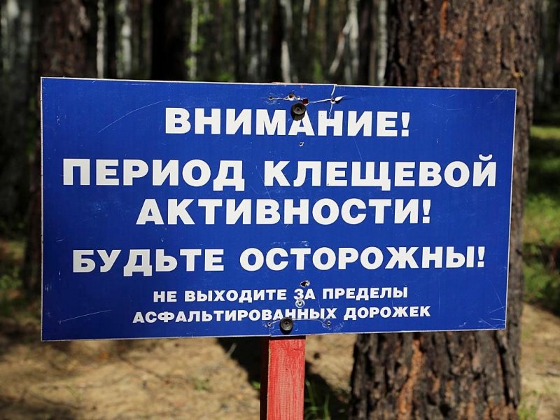 Клещи покусали свыше 150-ти жителей Иркутской области