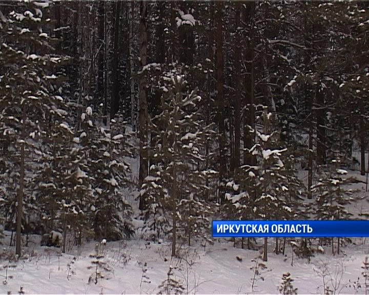 Запретить китайскому бизнесу скупать лес в Сибири