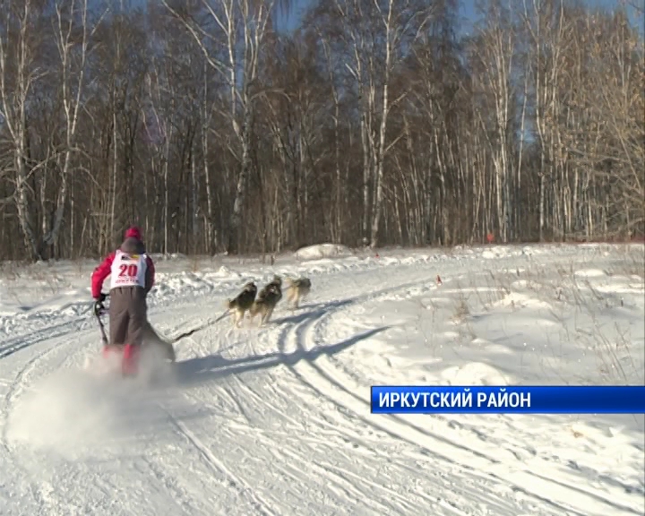 Гонки на собачьих упряжках прошли в Иркутском районе