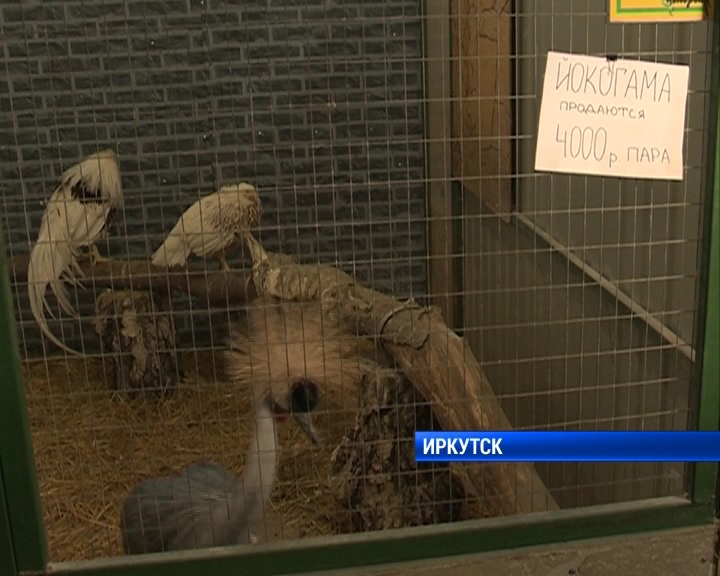 Иркутская зоогалерея начала продавать животных, чтобы расплатиться с долгами