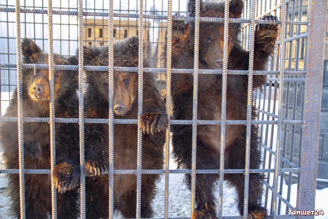 Продавцам тайшетских медвежат грозит уголовное дело