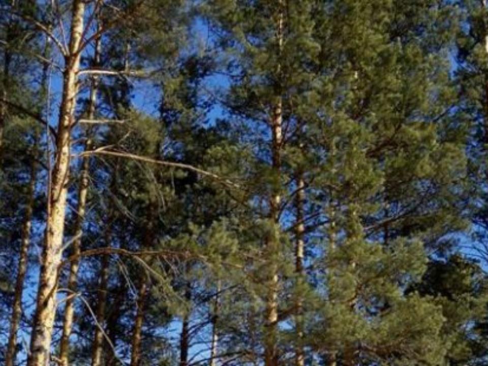 Прокуратура оспорит шесть распоряжений министра лесного комплекса Иркутской области