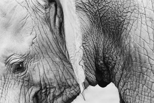 Взбесившийся слон покалечил двух туристов в Таиланде