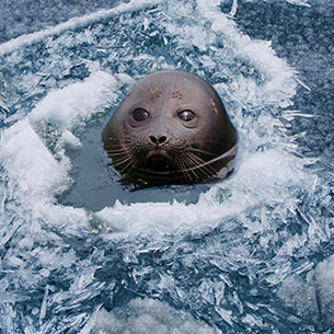 Байкальская нерпа вошла в ТОП-5 любимых морских животных у экотуристов