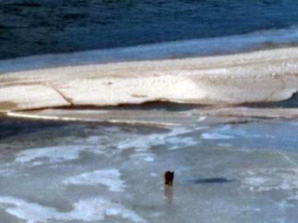В Иркутске спасли плывущую на льдине собаку