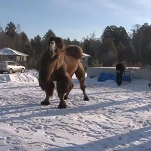 Верховный шаман России: Жертвоприношение верблюдов под Ангарском — это сатанизм, а не шаманизм