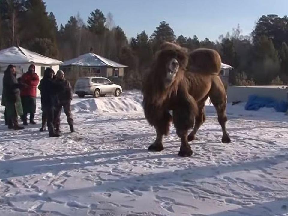 Принесенные в жертву верблюды раскололи шаманов России
