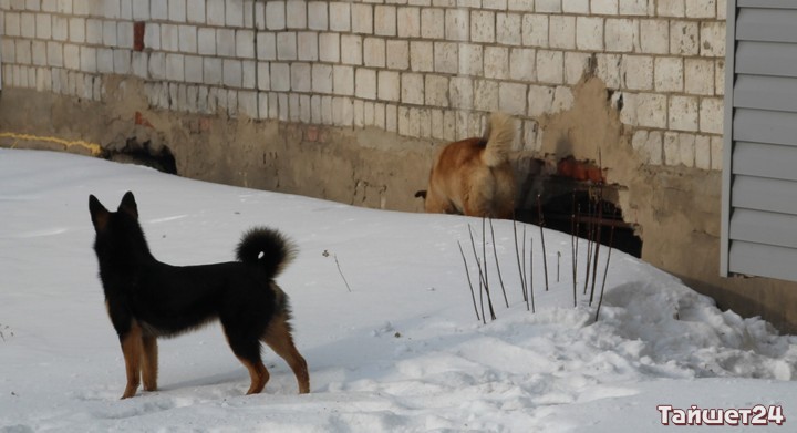 В Тайшетском районе отловят 190 бездомных собак и кошек за 475 тысяч рублей