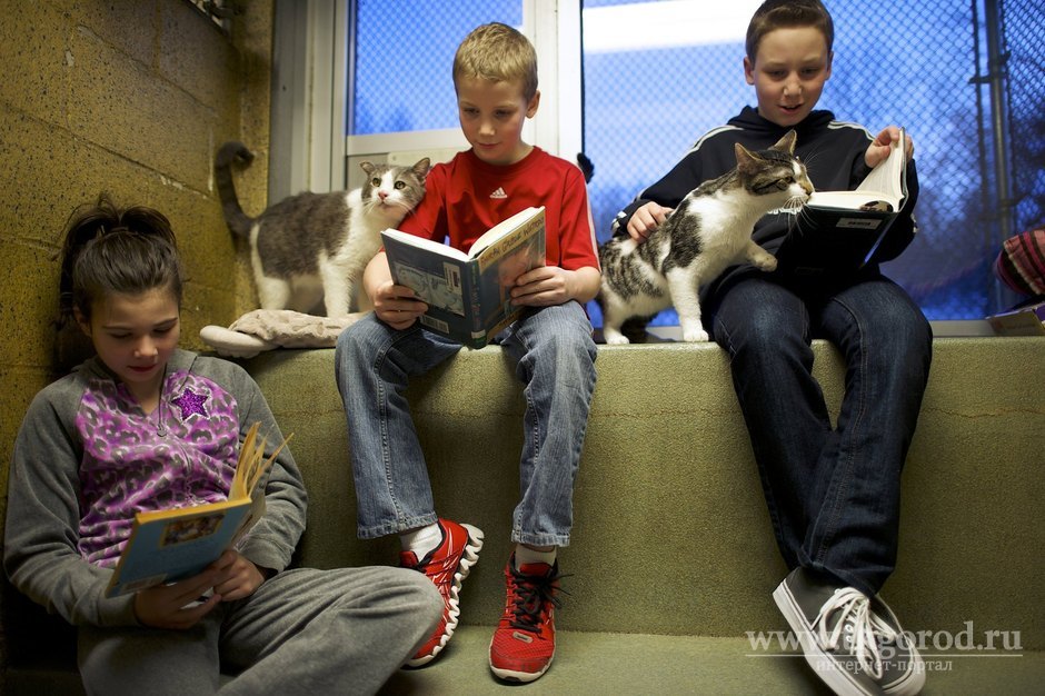 В рамках акции «Библионочь» в Братске дети будут читать вслух бездомным котятам