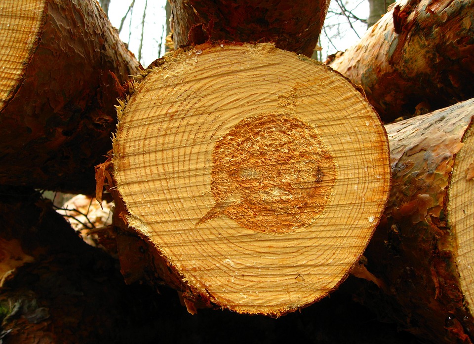 Ежегодный резерв древесины для погорельцев создадут в Иркутской области