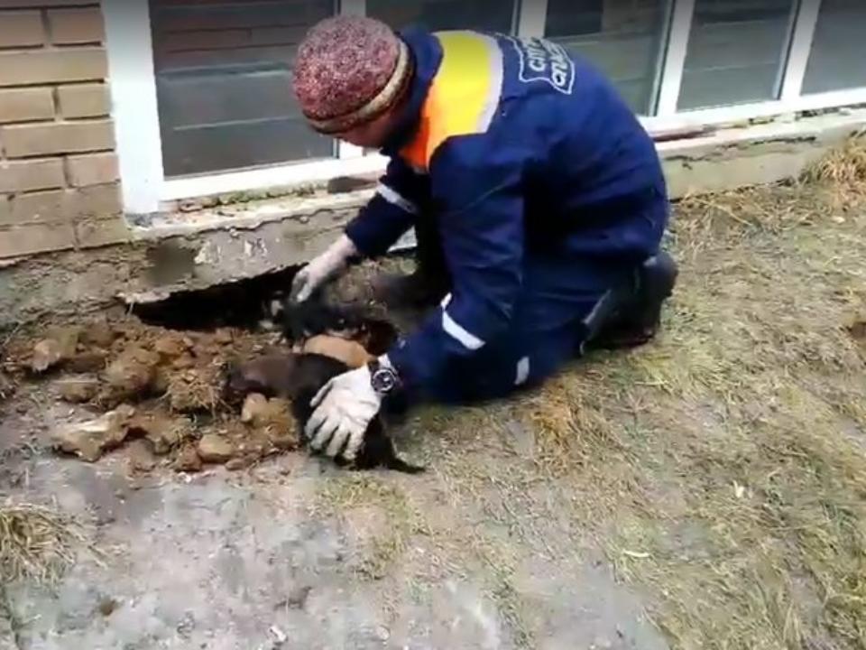 Ради спасения десяти осиротевших щенков спасатели прорыли в Иркутске 20-метровый тоннель