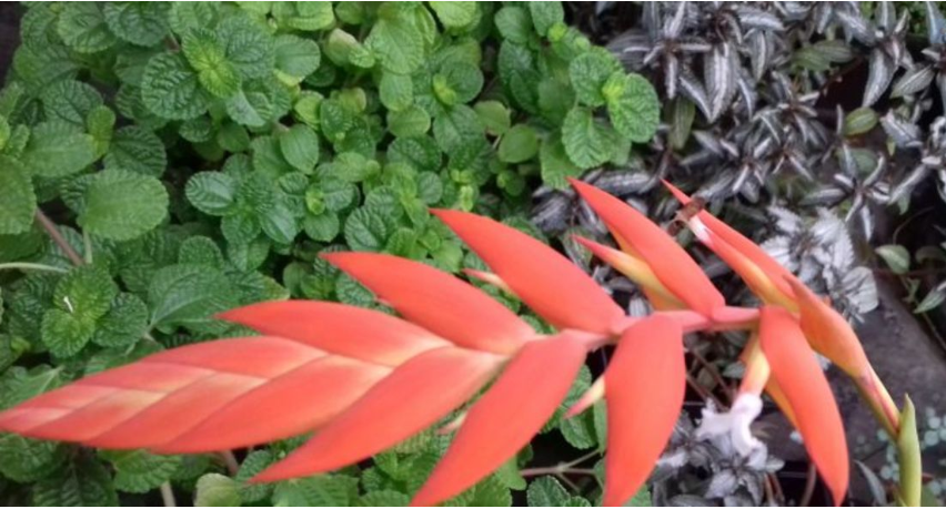 Растение из международной Красной книги впервые зацвело в Ботаническом саду ИГУ