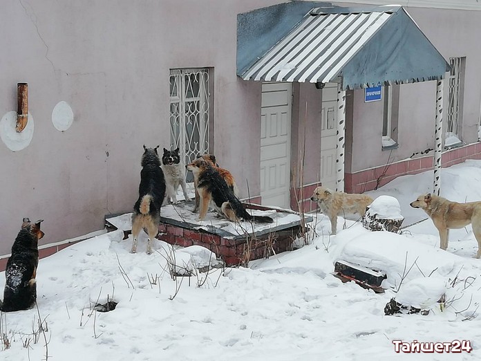 Никто не хочет отлавливать бездомных собак в Тайшетском районе
