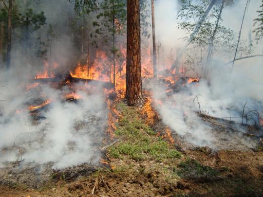 Иркутской области не хватит федеральных денег на тушение лесных пожаров