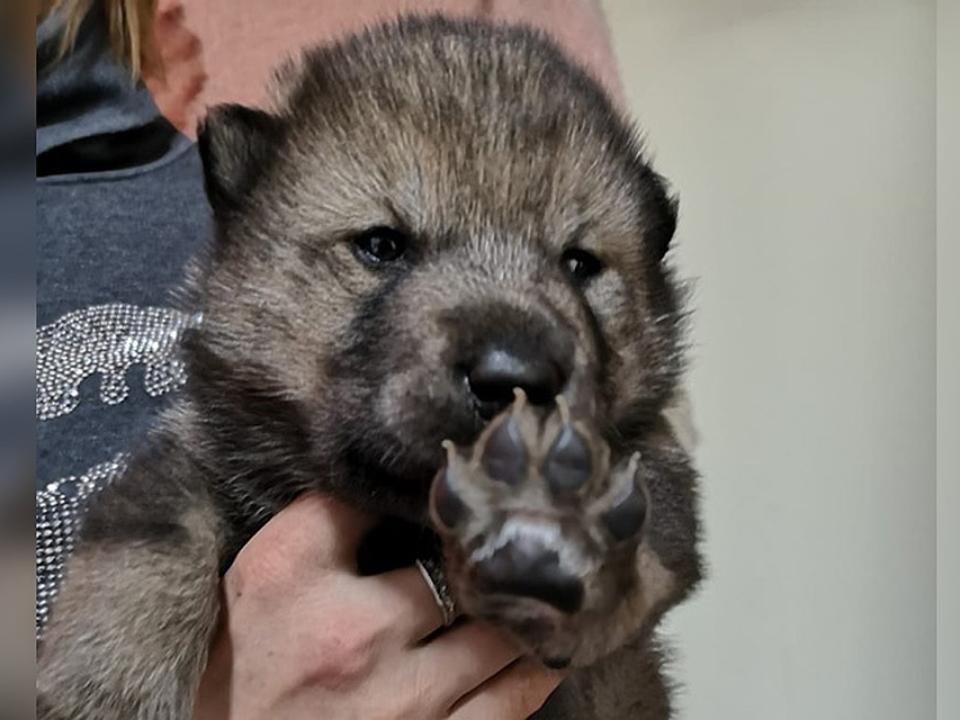Щенок маламута и волка появился на свет в «Сибирском зоопарке» в Листвянке