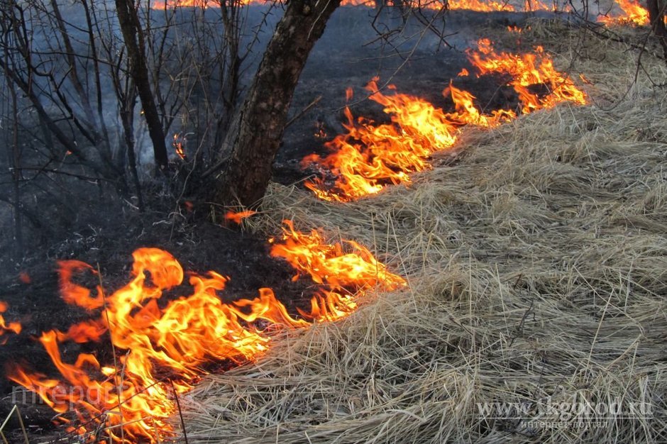 С 1 апреля в Иркутской области планируют ввести особый противопожарный режим