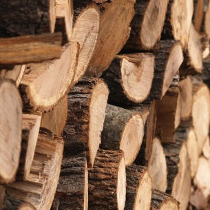 В Иркутской области будут выделять древесину по электронной очереди