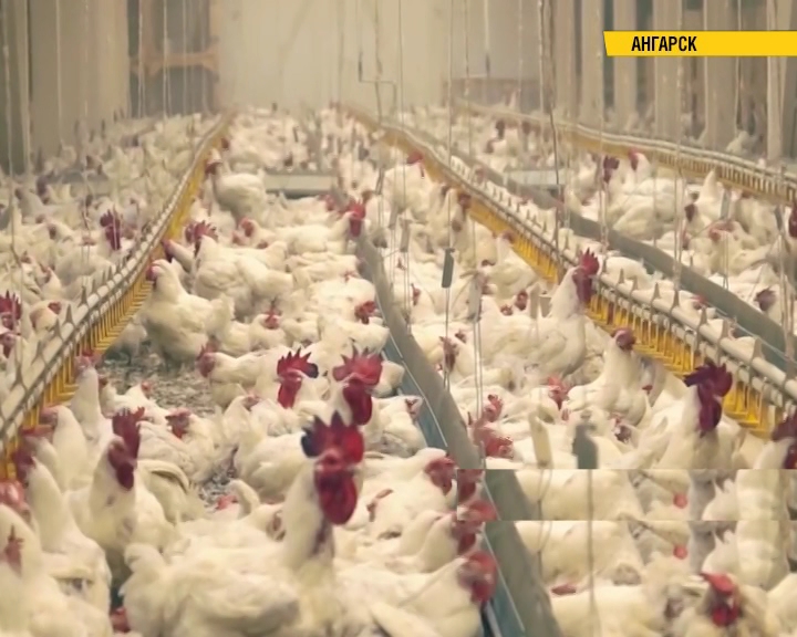 Приостановлена деятельность производственных помещений «Ангарской птицефабрики» на 90 суток