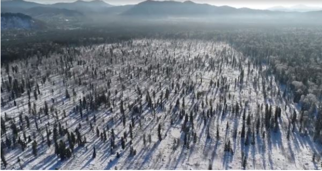 В Братском и Усть-Илимском районах на месте лесных пожаров посадят деревья