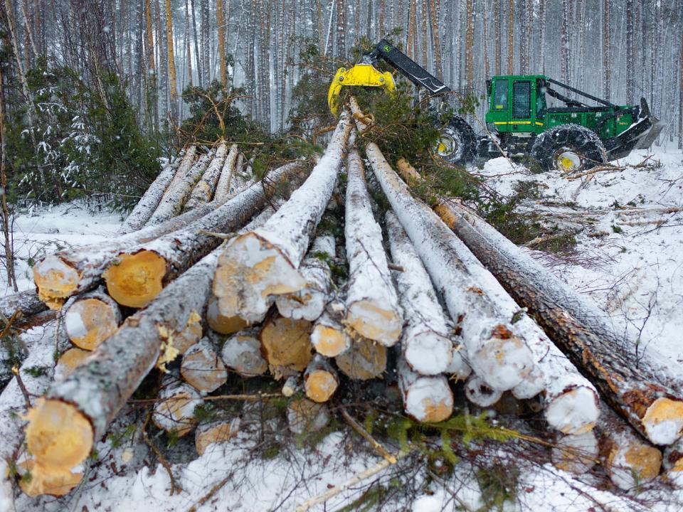 ОНФ предлагает усилить ответственность за незаконные рубки леса